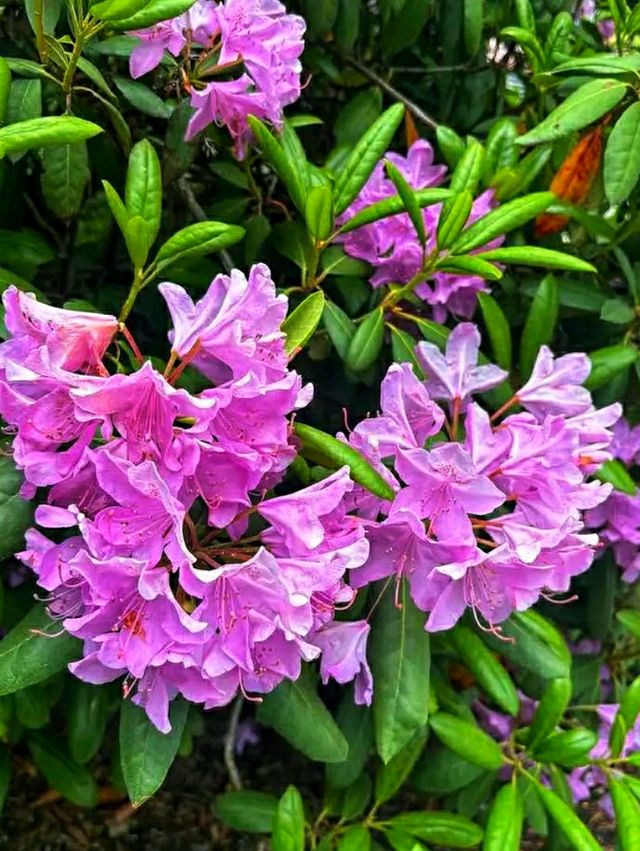 Queen Elizabeth Park – Vancouver’s Elevated Garden Sanctuary