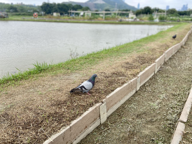 端午節好去處✨ 河上鄉塱原濕地🪷 荷花田隱世賞花美景 