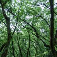 🌿 縉雲仙都 | 被滿屏綠意治癒的24小時