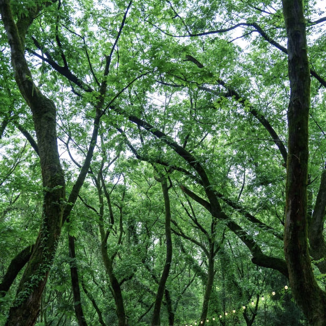 🌿 縉雲仙都 | 被滿屏綠意治癒的24小時