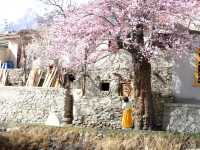 🌸Spring in Pakistan – A Season Like No Other
