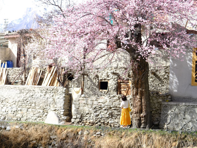 🌸Spring in Pakistan – A Season Like No Other