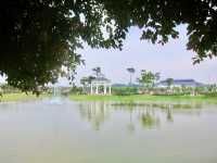 Morning Calm & Duck Encounters at Eco Majestic City Park