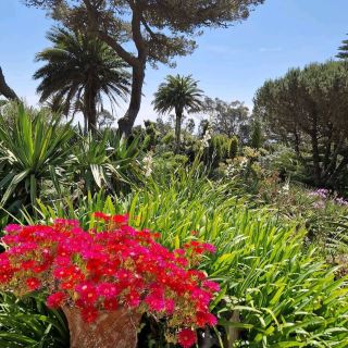Tresco Abbey Garden, Isles of Scilly
