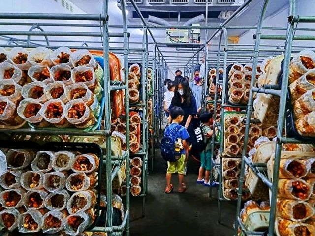 豐年農場結合教育、觀光和休閒，讓野菇的栽種過程透過有趣的方式讓大家認識