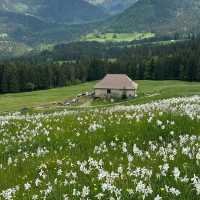 Montreux’s Narcissus Poeticus Fields: A Springtime Fairytale on Lake Geneva