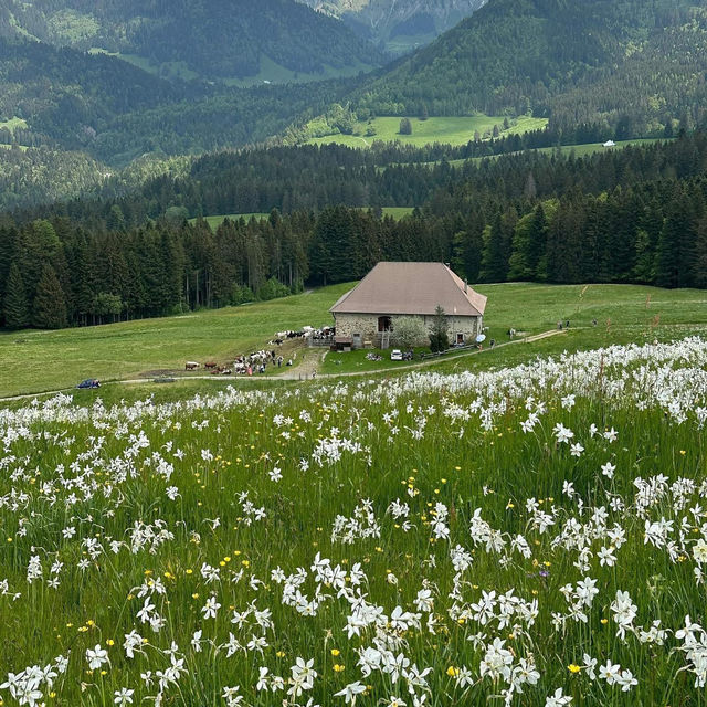 Montreux’s Narcissus Poeticus Fields: A Springtime Fairytale on Lake Geneva