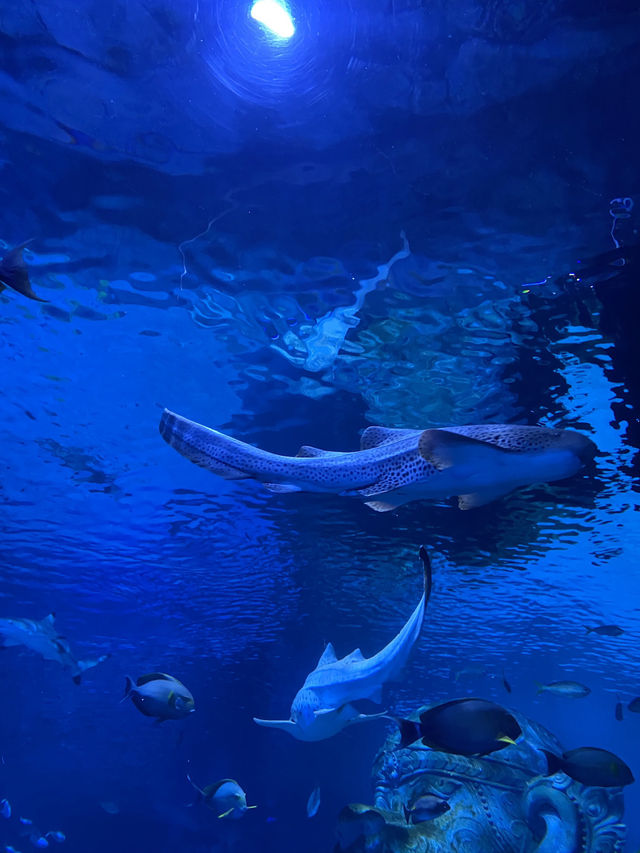 อควาเรีย ภูเก็ต (Aquaria Phuket) 