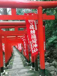 【鎌倉　佐助稲荷神社から源氏山へのライトトレッキング】