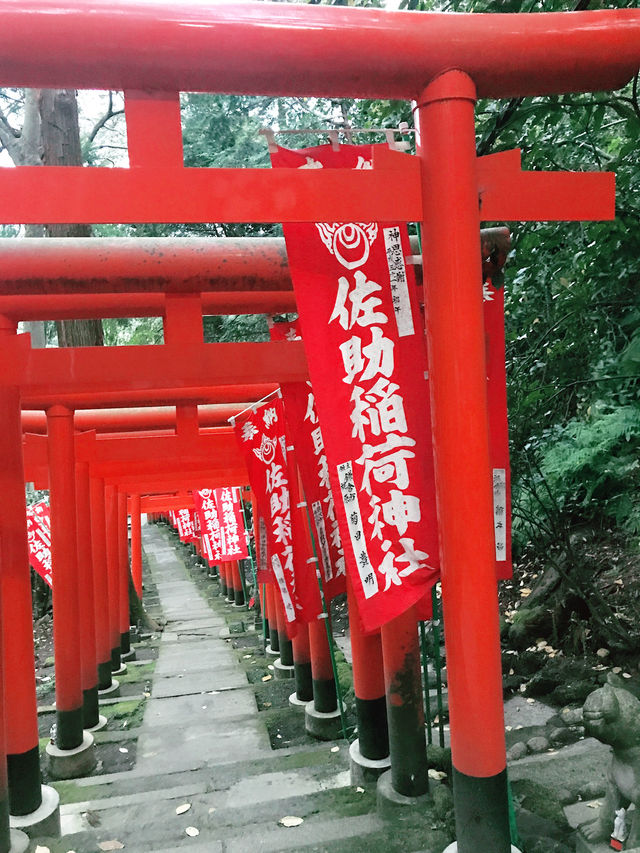 【鎌倉　佐助稲荷神社から源氏山へのライトトレッキング】