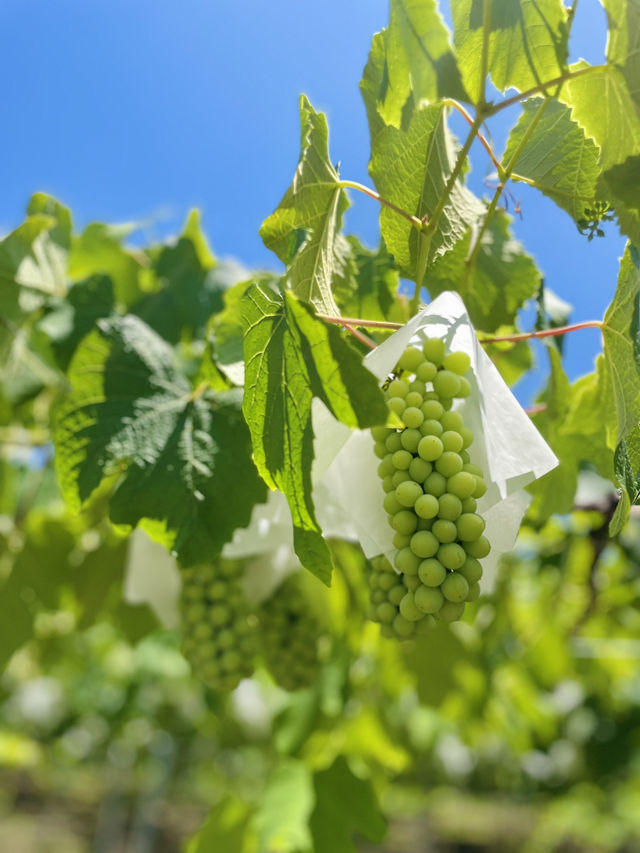【山梨】葡萄の名産地でワインの試飲🍇