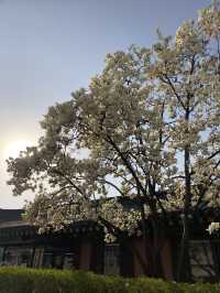 The beauty of Suwon 