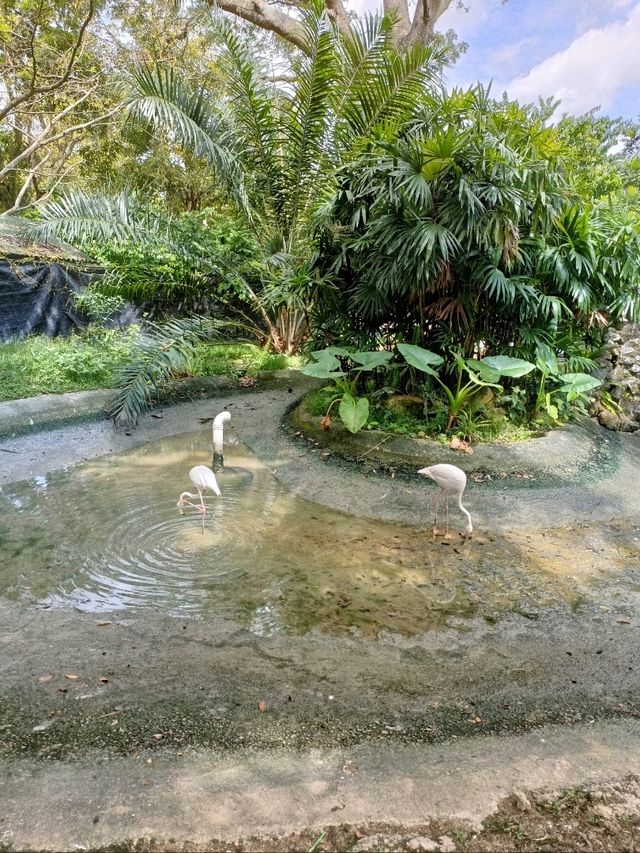 Where Wild Encounters & Thrilling Shows Await! 🦒🦜