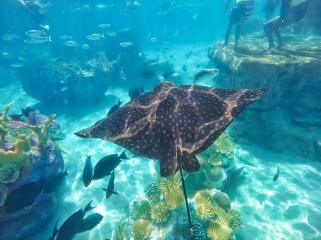 Discovery Cove is truly a hidden gem in the heart of Orlando