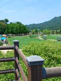 아직은 연꽃이 피지 않았지만 산책하기 좋은 곳