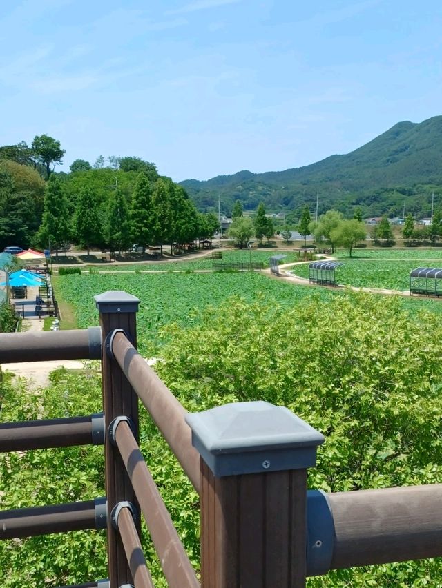 아직은 연꽃이 피지 않았지만 산책하기 좋은 곳