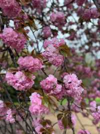 Shinjuku Gyoen National Garden – Tokyo’s Tranquil Heartbeat