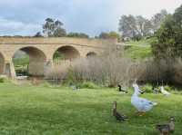 Where ducks wander and sandstone remembers: the slow beauty of Richmond Bridge