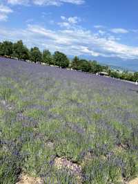 北海道 美瑛（四季彩之丘）（白金青池）（白鬚瀑布）、富良野（富田農場）
