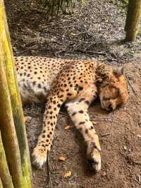 シンガポール動物園おすすめルートと攻略