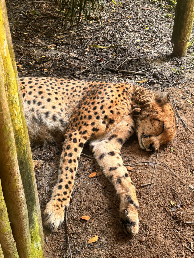 シンガポール動物園おすすめルートと攻略