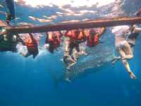 my experience in swimming with the gentle giants in Oslob Cebu