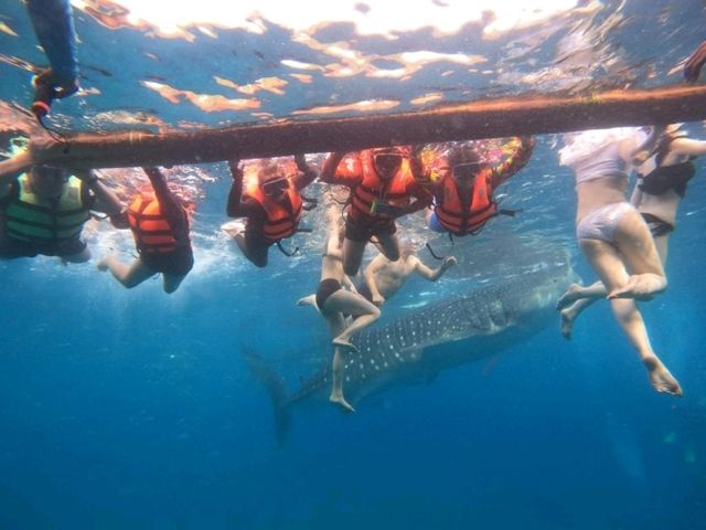 my experience in swimming with the gentle giants in Oslob Cebu