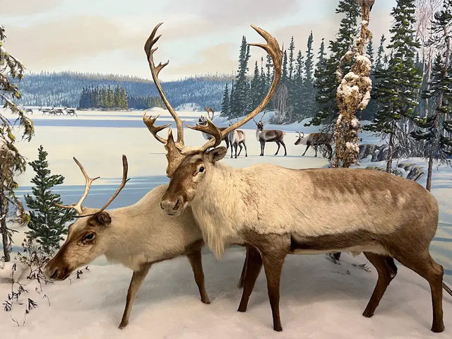 🏛️【ロイヤル・サスカチュワン州立博物館（Royal Saskatchewan Museum）】自然・歴史・文化が学べ