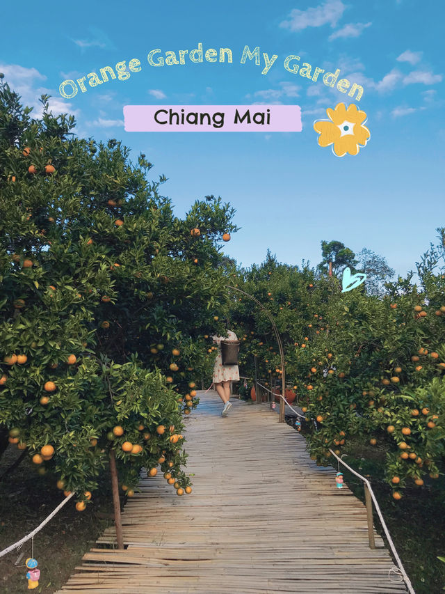 รีวิว Orange Garden “My Garden” – ม่อนแจ่ม 🍊