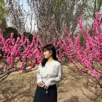 🌸꽃 피는 베이징의 봄, 공원에서 느낀 조용한 힐링🌿