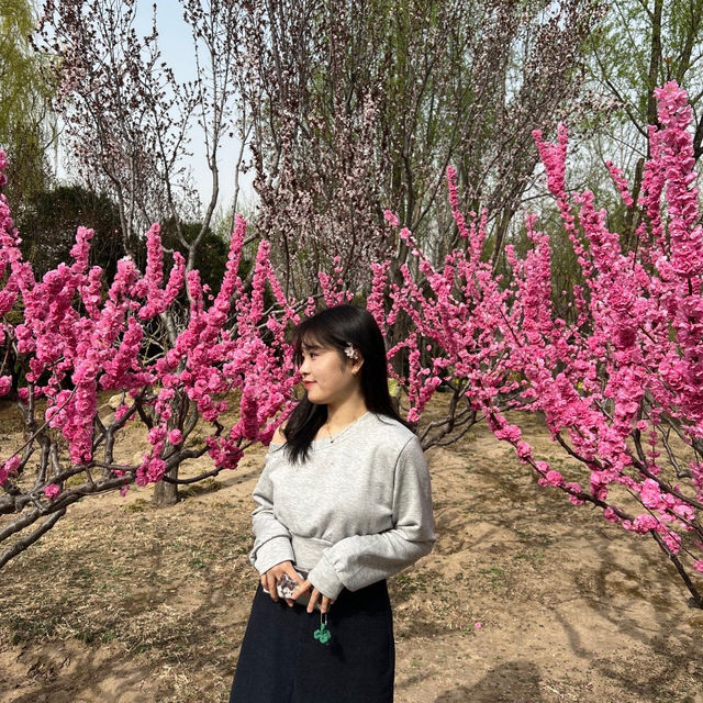🌸꽃 피는 베이징의 봄, 공원에서 느낀 조용한 힐링🌿