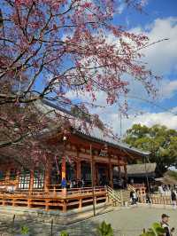【大阪近郊祈福景點】勝尾寺一日遊：達摩不倒翁的勝運力量