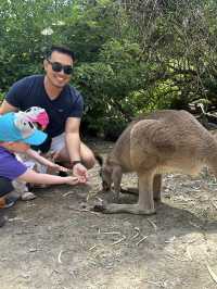 Adelaide Zoo – A Family-Friendly Wildlife Adventure in South Australia 🇦🇺🐼