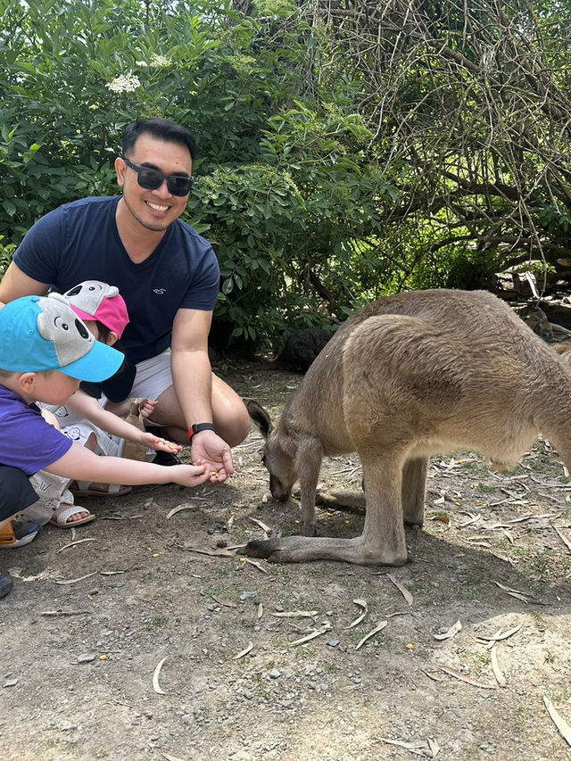 Adelaide Zoo – A Family-Friendly Wildlife Adventure in South Australia 🇦🇺🐼