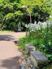 ～鎌倉中央公園～野性的綠意～