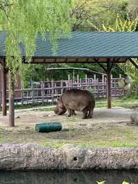 首爾動物園怎麼玩？韓國親子旅遊神景點🎠
