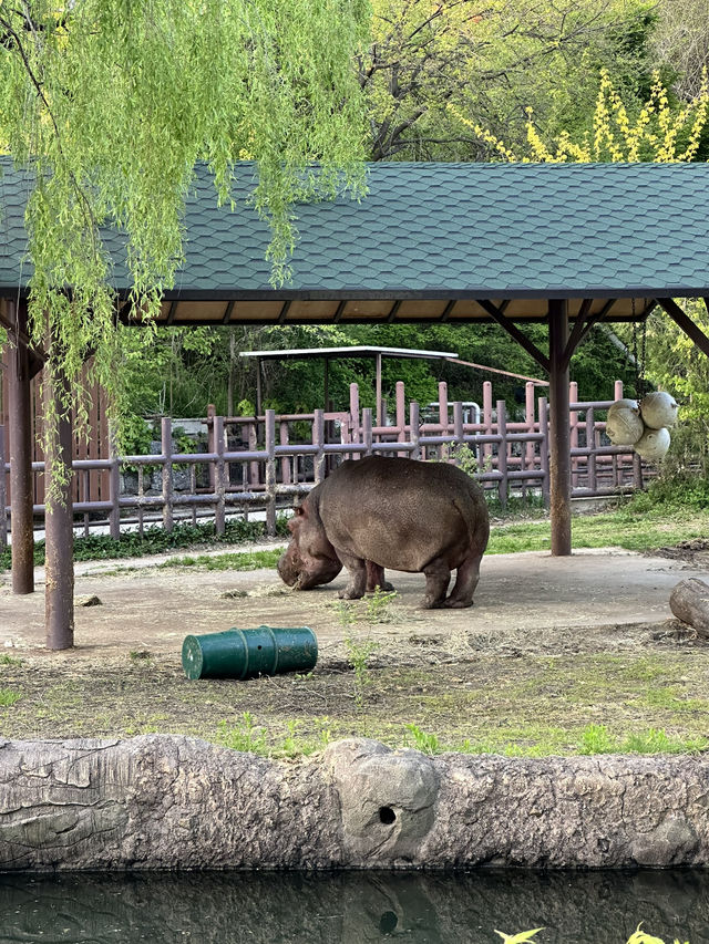 首爾動物園怎麼玩？韓國親子旅遊神景點🎠