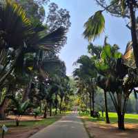 Leafy Wanders & Giant Palms