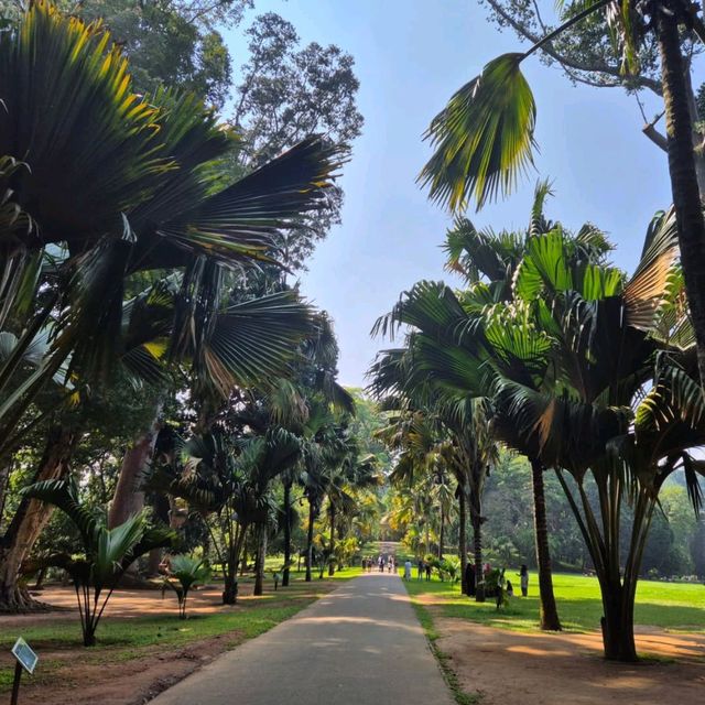 Leafy Wanders & Giant Palms