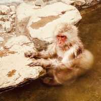 ❄️ Solo Adventure: Jigokudani Monkey Park – Where Snow Monkeys Soak in Hot Springs