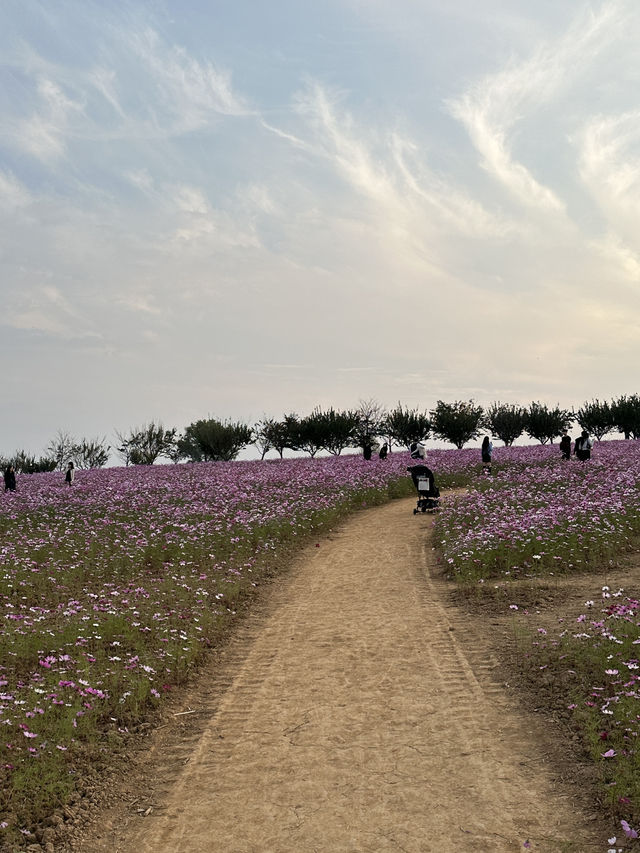 안성팜랜드에서 예쁜 꽃 구경