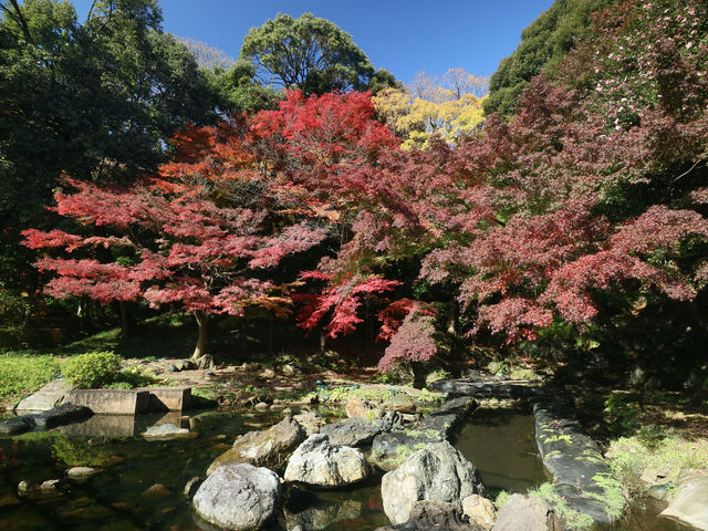 夜楓點燈絕美之東京六義園