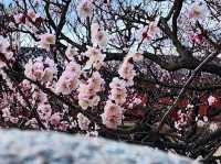 Changgyeonggung Palace Gardens: A Peaceful Green Escape in Seoul