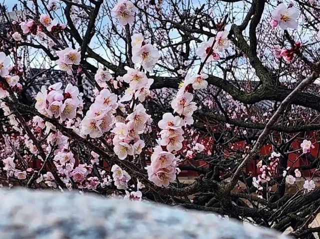 Changgyeonggung Palace Gardens: A Peaceful Green Escape in Seoul