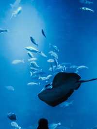 【京都水族館】街中で出会う海の世界🐬癒しと驚きが詰まった都市型水族館