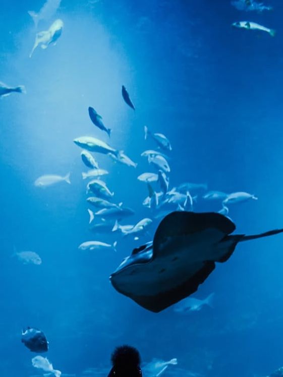 【京都水族館】街中で出会う海の世界🐬癒しと驚きが詰まった都市型水族館
