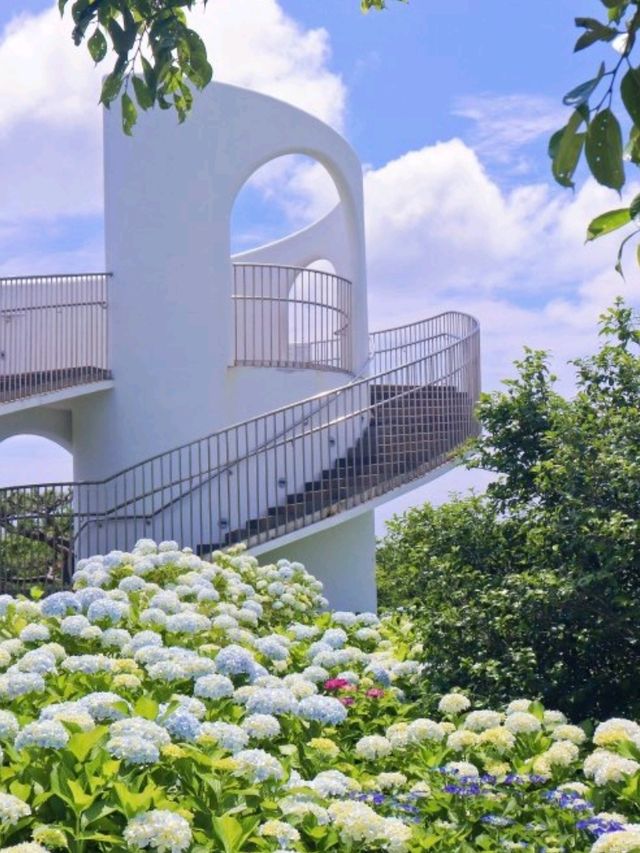 山茶花之丘🇰🇷🩷🌷🌺🌹💐韓國濟州島繡球花