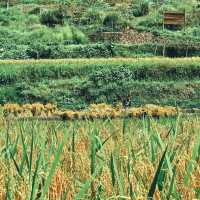 “Gateway to Longtang’s Timeless Miao Life”
