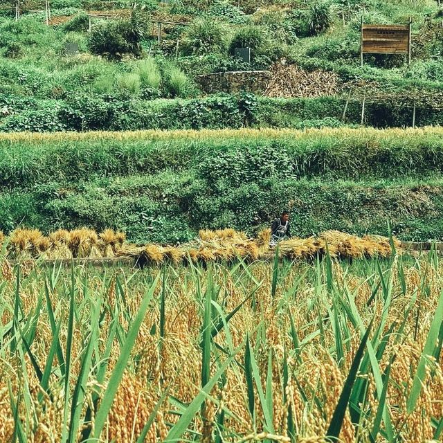 “Gateway to Longtang’s Timeless Miao Life”
