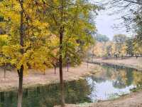 Autumn Palette in Olympic Forest Park: A Symphony of Gold and Blush